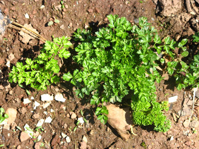 parsley