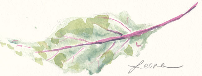 Beet Leaf, watercolor on paper, 2008