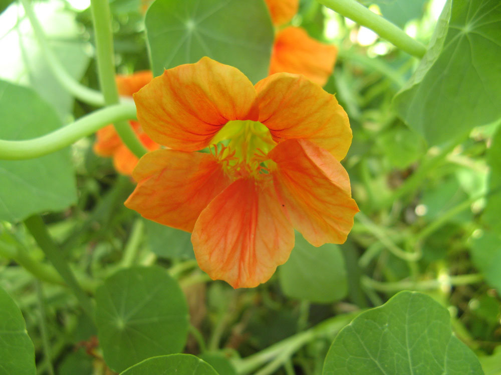 nasturtium