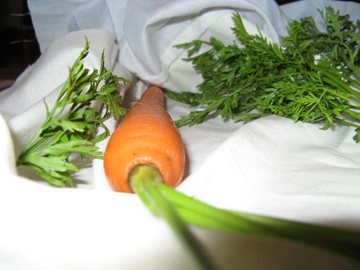 carrot leaves winding around the carrot