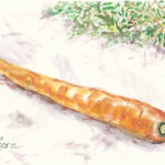 carrot watercolor