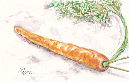 carrot watercolor