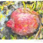 Pomegranate, watercolor on paper, 2008