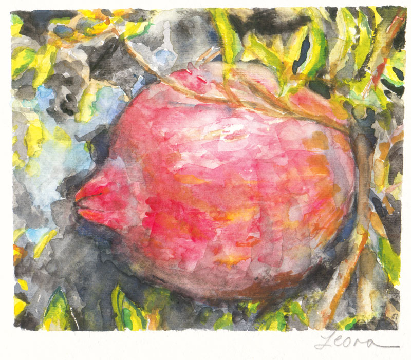 pomegranate