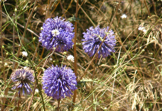 blue thistle golan israel