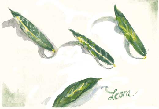 Watercolor: A Study of an Arava Leaf