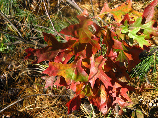 leaves in the fall