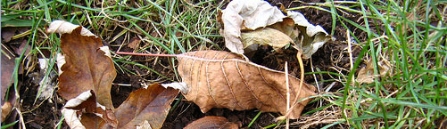 leaves