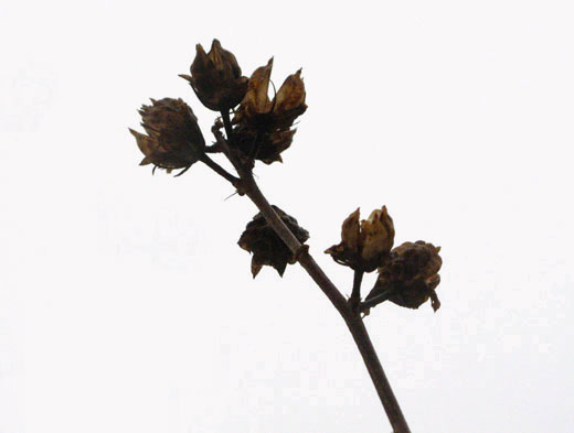 Rose of Sharon in winter