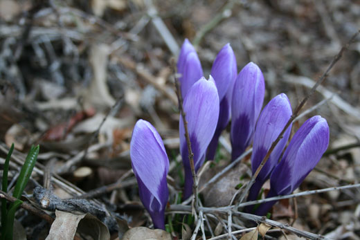 crocus purple bunch