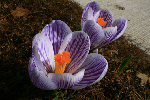 crocus with orange stripe