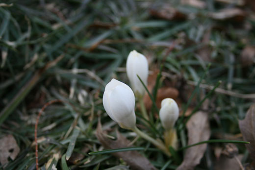 white crocus