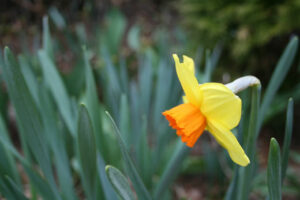 daffodil yellow and orange
