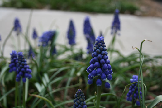 grape hyacinths