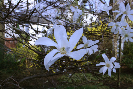 https://www.leoraw.com/wp-content/uploads/2009/04/magnolia.jpg