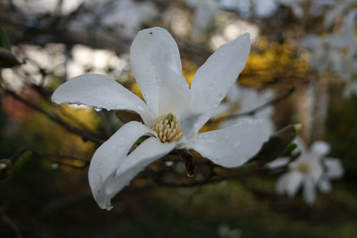 magnolia with a dot