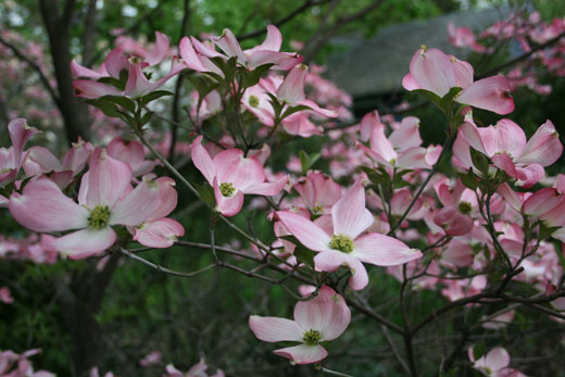 dogwood