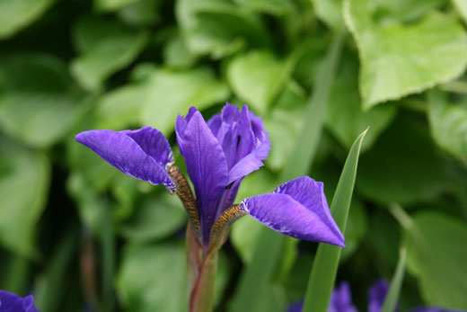 single iris
