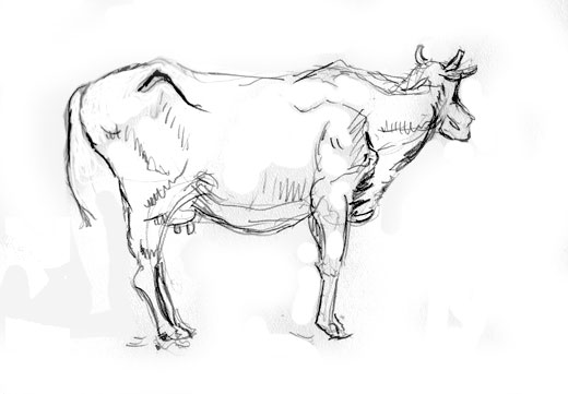 cow