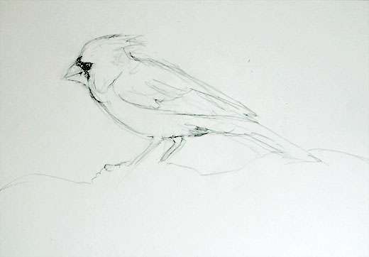 bird drawing