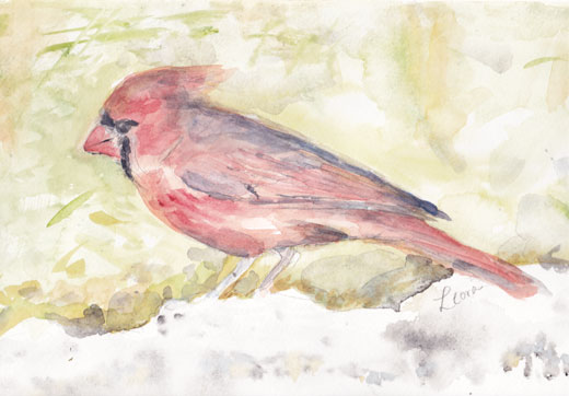 cardinal in watercolor