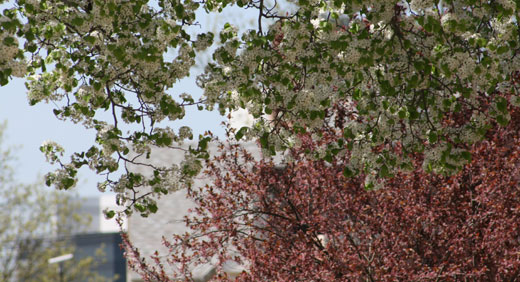 blooming trees in Highland Park, New Jersey