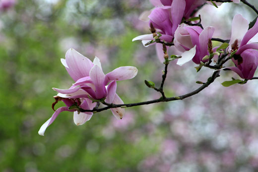 magnolia blossom