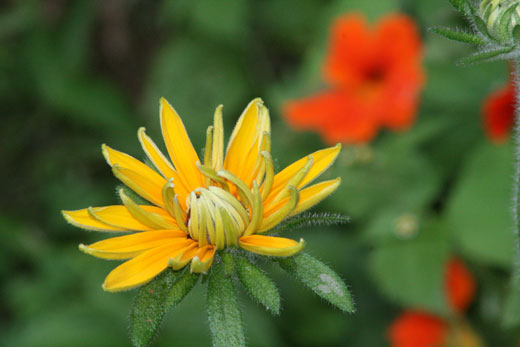 rudbeckia and nasturtium