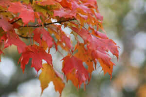 leaves in East Brunswick