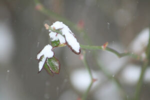 rose leaves with snow