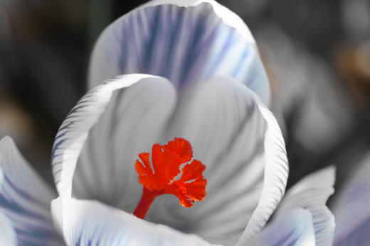 crocus with blue streaks and red filament