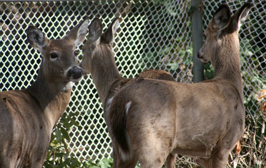 three deer in a backyard