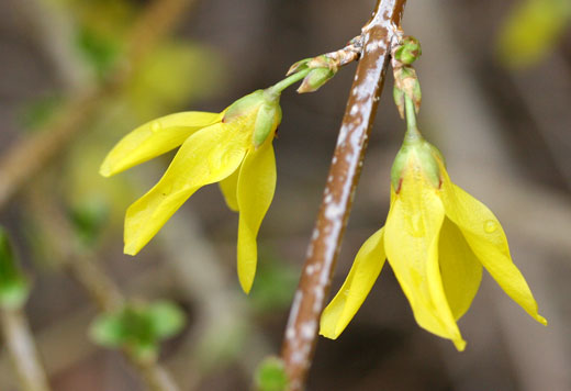 two forsythia blooms