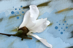 magnolia blue background