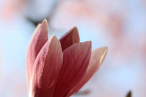 pink magnolia bud