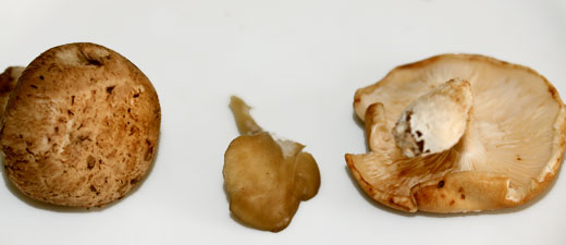 portabello, maitake and shiitake mushrooms