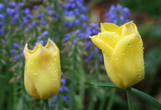 two wet tulips