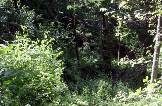 woods in Highland Park near path to RPRY