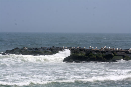 gulls on rocks at Asbury Park Beach