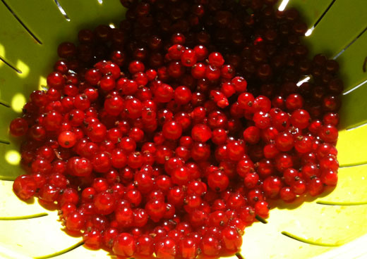 red currants