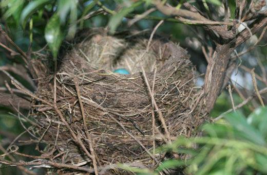 blue eggs in a robin's nest
