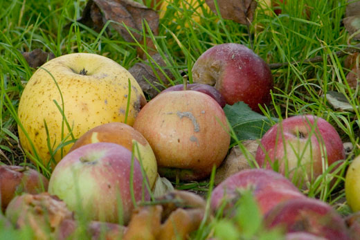 apples on the ground at a farm in New Jersey