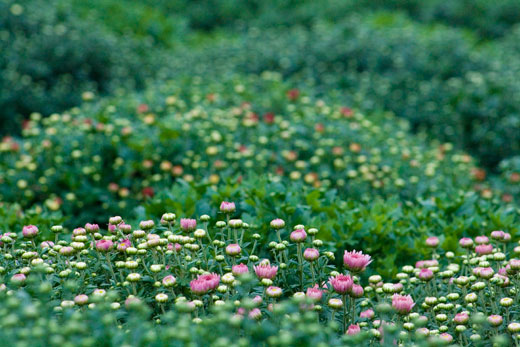 mums with pink buds