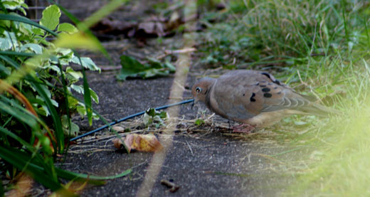 brown dove