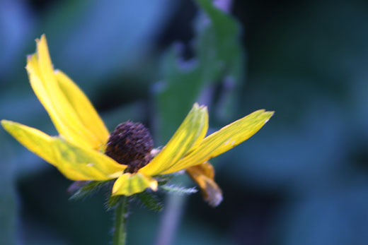 rudbeckia with blue background