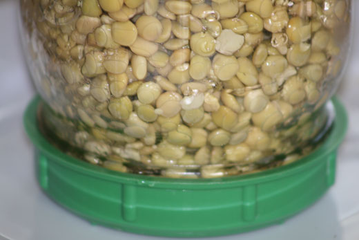 lentils sprouting