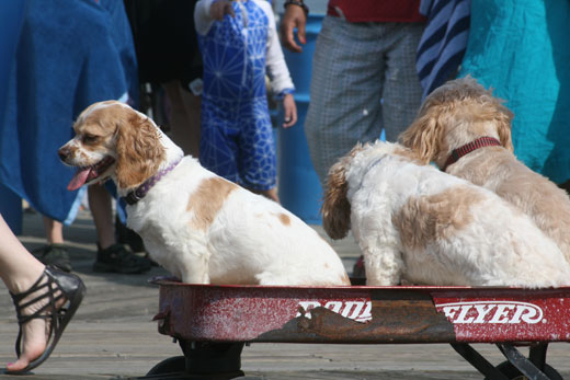 three dogs on the Asbury Park boardwalk, summer 2011