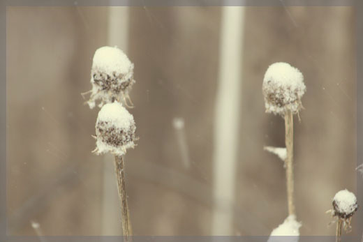 snowy rudbeckia in sepia