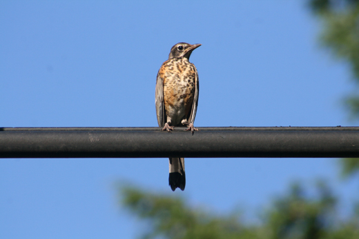 bird with speckled breast