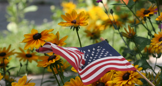 American flag among rudbeckia